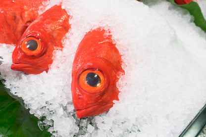 Kinmedai (Alfonsino)