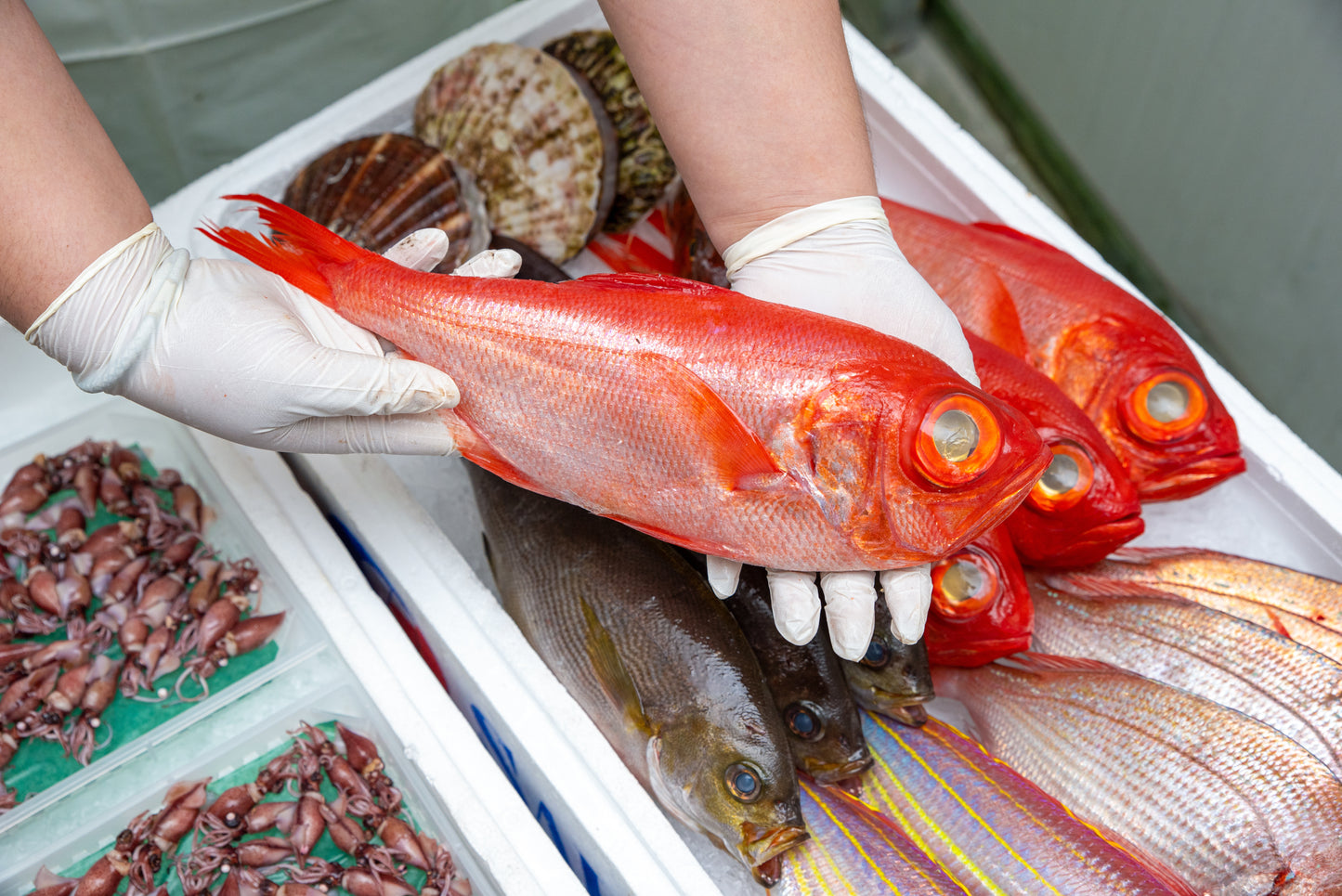 Kinmedai (Alfonsino)