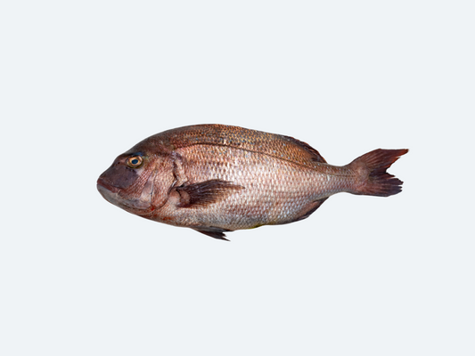 Japanese Madai (Sea Bream)