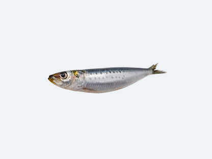 Iwashi (Sardines, Fresh)