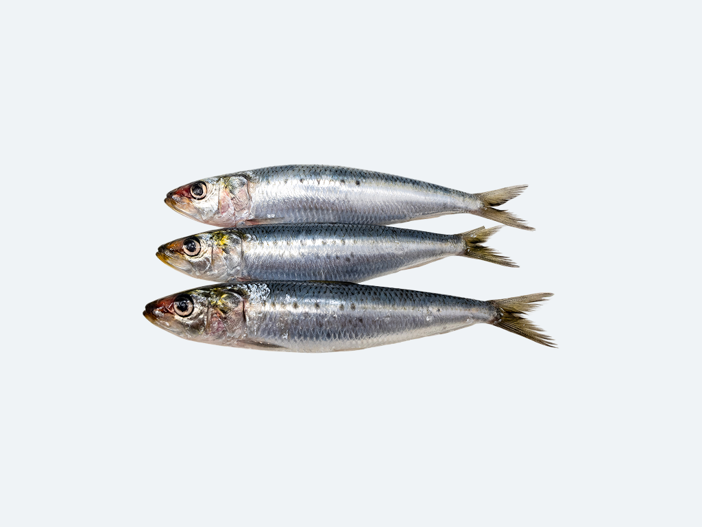 Iwashi (Sardines, Fresh)