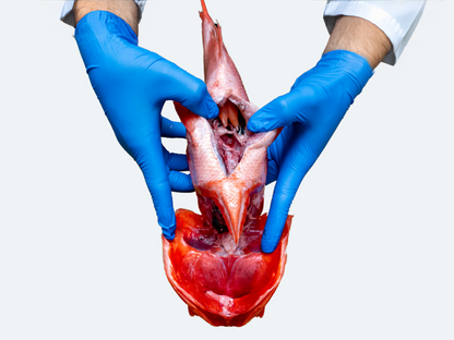 Kinmedai (Alfonsino)