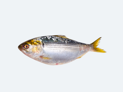 Kohada (Shad, Fresh)
