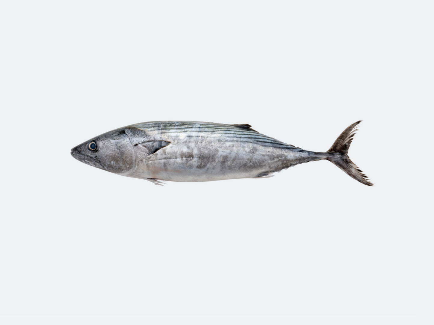 Katsuo (Bonito)